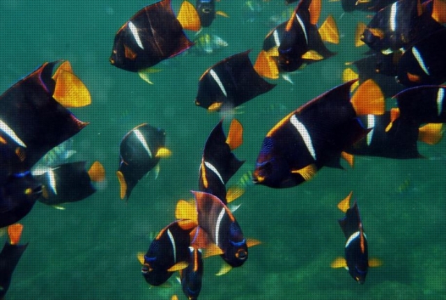  Poissons de mer